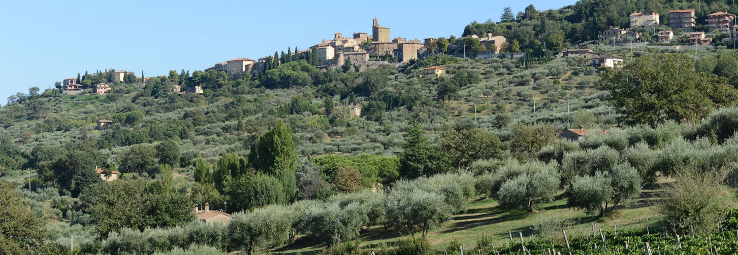 Panicale, tradition et innovation dans l’huile d’olive vierge extra